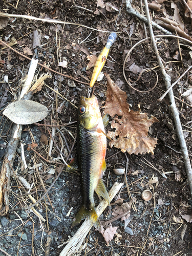 ウグイの釣果