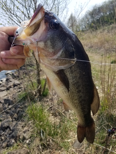 ラージマウスバスの釣果