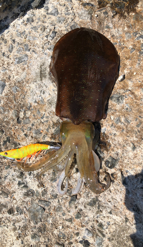 アオリイカの釣果