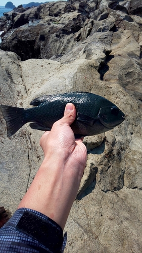 メジナの釣果