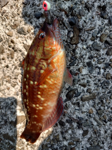 アカササノハベラの釣果