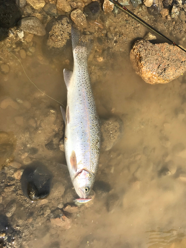 ニジマスの釣果