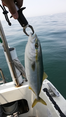 ツバスの釣果