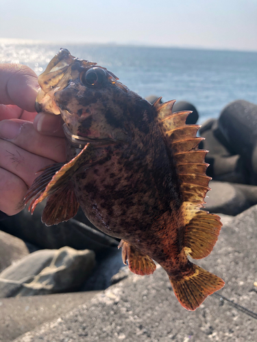 タケノコメバルの釣果