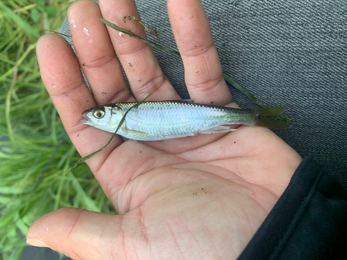 オイカワの釣果