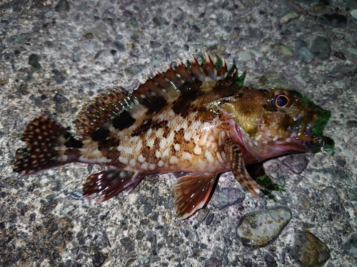 カサゴの釣果