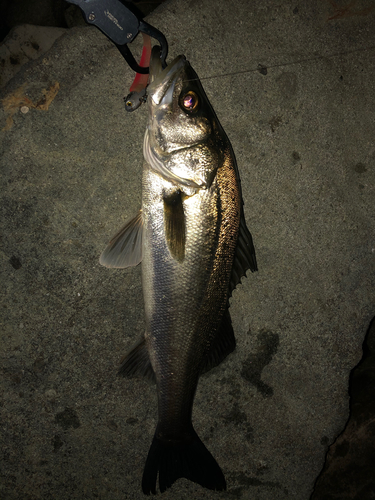 シーバスの釣果