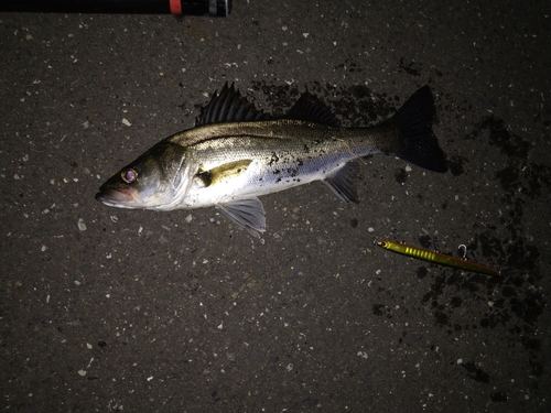 セイゴ（マルスズキ）の釣果