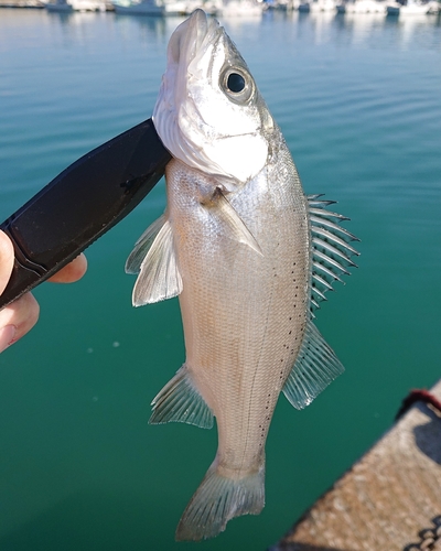 セイゴ（ヒラスズキ）の釣果