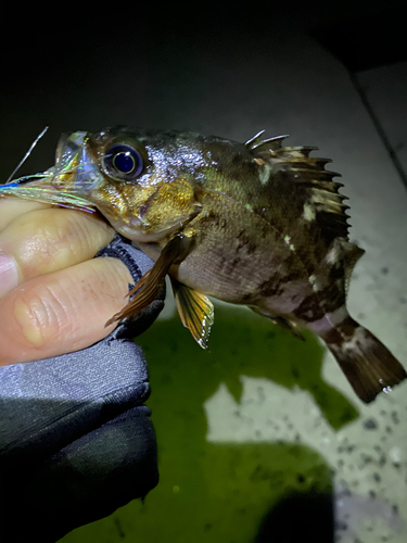 メバルの釣果