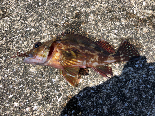 アラカブの釣果