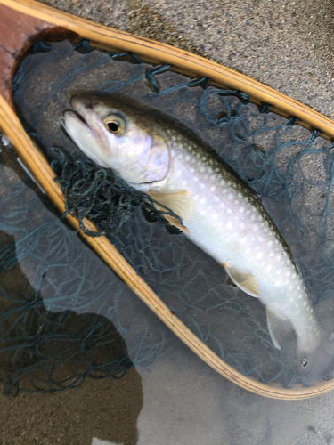 イワナの釣果