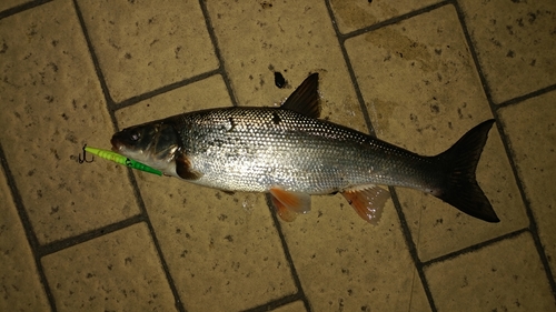 ウグイの釣果