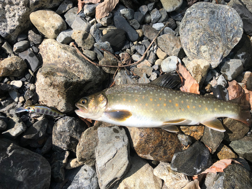 イワナの釣果