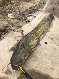 ナマズの釣果