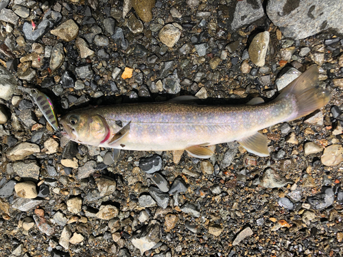 イワナの釣果