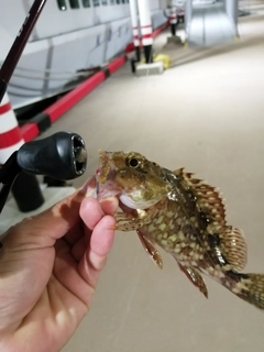 アラカブの釣果