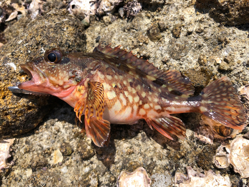 アラカブの釣果