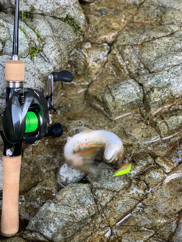 アマゴの釣果