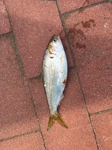 コノシロの釣果