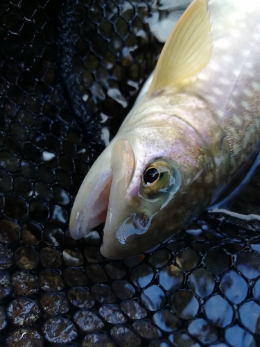 イワナの釣果