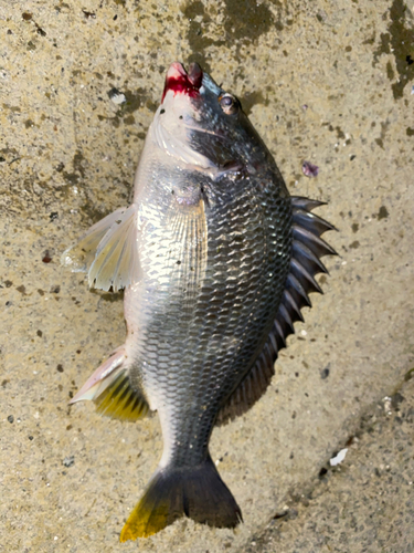 キビレの釣果