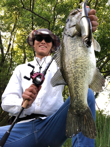 ブラックバスの釣果