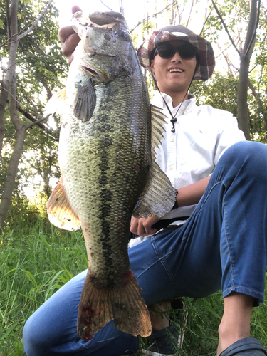 ブラックバスの釣果