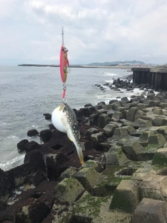 フグの釣果