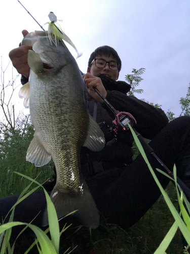 ブラックバスの釣果