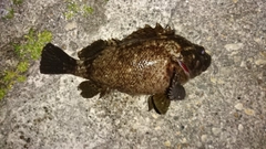 クロソイの釣果
