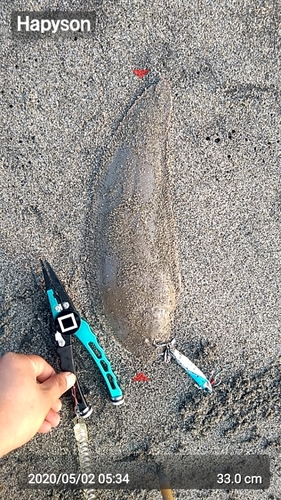 シタビラメの釣果