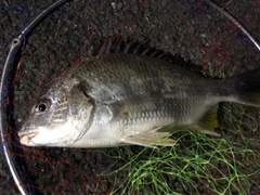 キビレの釣果