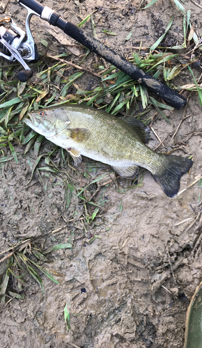 スモールマウスバスの釣果