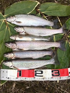 アメマスの釣果