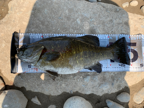 スモールマウスバスの釣果