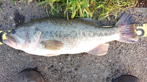 ブラックバスの釣果