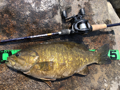 スモールマウスバスの釣果