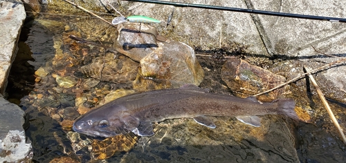 イワナの釣果