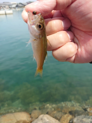 ムツの釣果