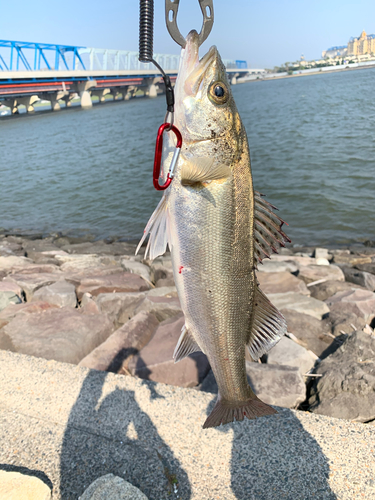 フッコ（タイリクスズキ）の釣果