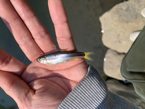 カワムツの釣果