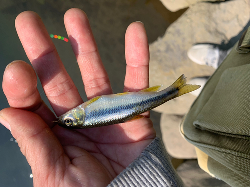 カワムツの釣果