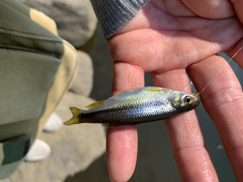 カワムツの釣果