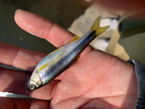 カワムツの釣果