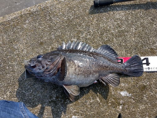 クロソイの釣果