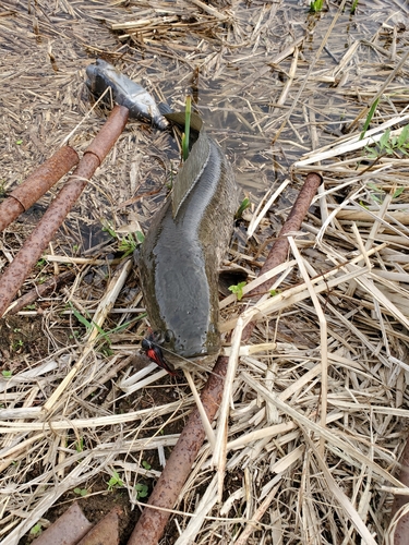 ライギョの釣果