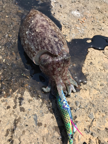 コウイカの釣果