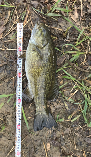 スモールマウスバスの釣果