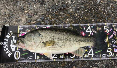 ブラックバスの釣果